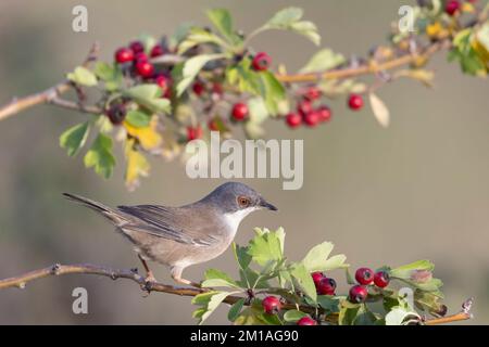 Paruline sarde femelle (Sylvia melanocephala) Banque D'Images