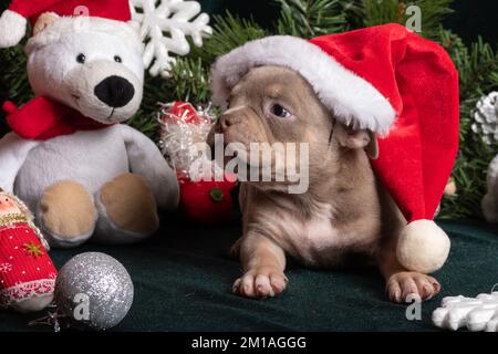 Petit mignon curieux chiot brun américain bouly portant chapeau de santa à côté de l'arbre de noël et l'ours polaire, jouets, flocons de neige, ange. Noël et New Yea Banque D'Images