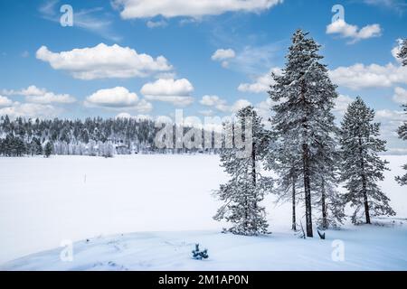 Paysage enneigé avec de grands arbres au lac gelé Inari, Finlande, Laponie. Banque D'Images