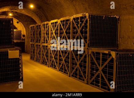 Marcher dans de longues grottes profondes avec des bouteilles poussiéreuses sur des casiers, faire du champagne mousseux à partir de raisins de Chardonnay et pinor noir à Epernay, Banque D'Images