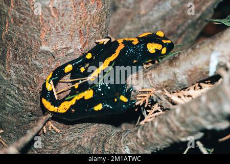Une vue de dessus de la salamandre rouge et jaune qui repose sur un arbre Banque D'Images