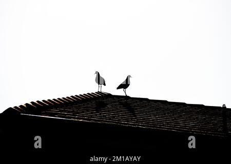 Silhouette d'une paire de Lapwings australiens masqués (Vanellus Miles) à Sydney, Nouvelle-Galles du Sud, Australie (photo de Tara Chand Malhotra) Banque D'Images