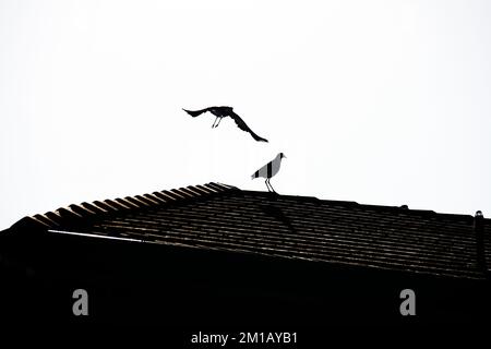 Silhouette d'une paire de Lapwings australiens masqués (Vanellus Miles) à Sydney, Nouvelle-Galles du Sud, Australie (photo de Tara Chand Malhotra) Banque D'Images