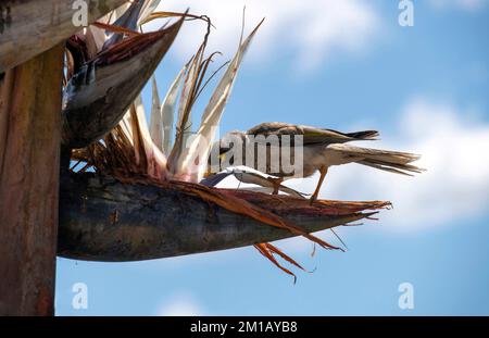 Un mineur australien bruyant (Manorina melanocephala) à la recherche de nourriture sur le Giant Bird of Paradise ou la bananière sauvage (strelitzia nicolai) à Sydney, N Banque D'Images