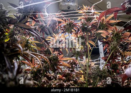 Les plantes de Cannabis sativa poussant à l'intérieur sous éclairage fluorescent - un concept médical Banque D'Images