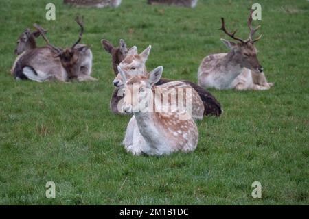 Jeunes cerfs-jachères en hiver à Richmond Park, Surrey, Royaume-Uni. Banque D'Images