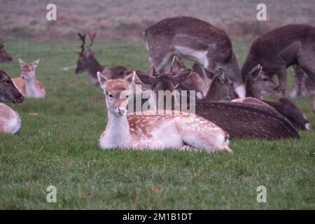 Jeunes cerfs-jachères en hiver à Richmond Park, Surrey, Royaume-Uni. Banque D'Images