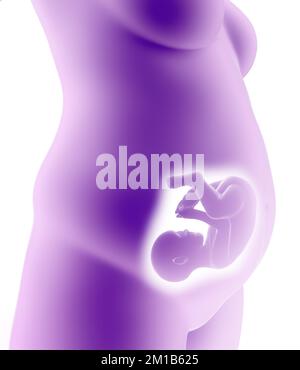 Femme enceinte et enfant dans l'utérus. Section du ventre et croissance fœtale. Croissance du fœtus, cordon ombilical, alimentation et énergie pour l'évolution Banque D'Images