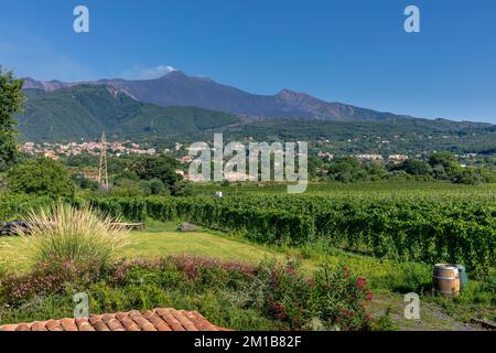 Santa Venerina, Sicile, Italie - 24 juillet 2020: Vignobles siciliens avec éruption du volcan Etna sur fond sicilien, Italie. Terre rurale sicilienne Banque D'Images