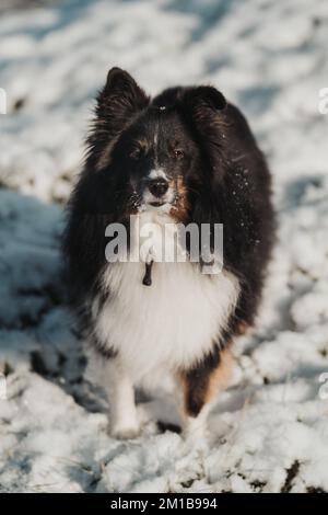 chien de berger sheltie dans la neige en hiver Banque D'Images