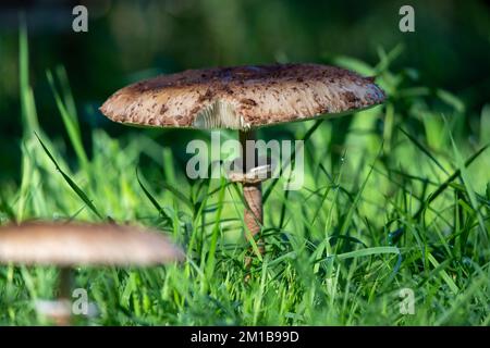 Gros plan de champignons sauvages comestibles macrolepiota procera dans l'herbe verte en forêt Banque D'Images
