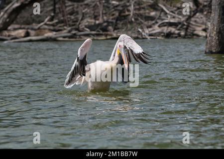 Grand pélican blanc (Pelecanus onocrotalus), un individu qui s'envole de l'eau Banque D'Images