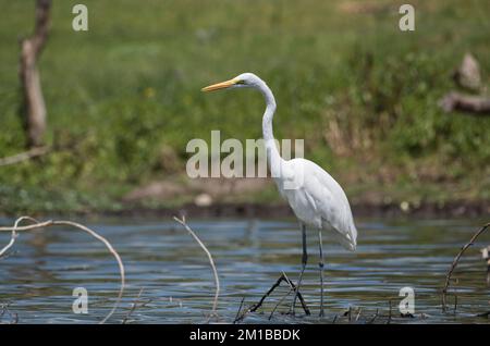 Grande aigrette blanche (Casmerodius albus) pêche en eau peu profonde au bord d'un lac Banque D'Images