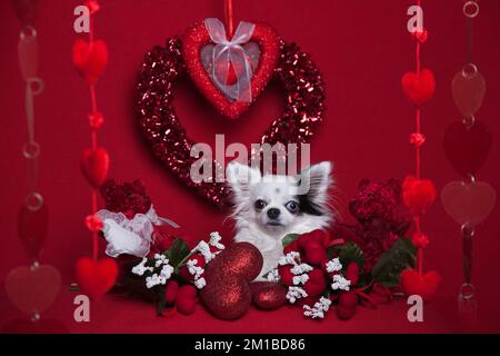 chihuahua aux cheveux longs, portant les décorations de la Saint-Valentin. Studio portrait d'un long cheveu chihuahua posant dans un cadre de la Saint-Valentin. Banque D'Images