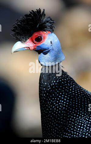 Kenya Crested Guinéafang - un oiseau de poulet qui passe la plupart de son temps sur le sol. Banque D'Images