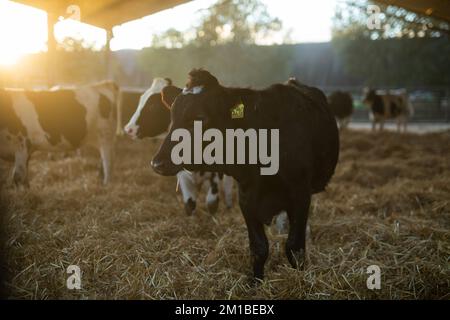 Troupeau de veaux qui se mettent à l'arrêt dans une ferme laitière au coucher du soleil en automne Banque D'Images