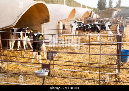 Veaux avec des étiquettes d'oreille debout dans une huche de veau en plastique dans la grange d'élevage sur la ferme Banque D'Images