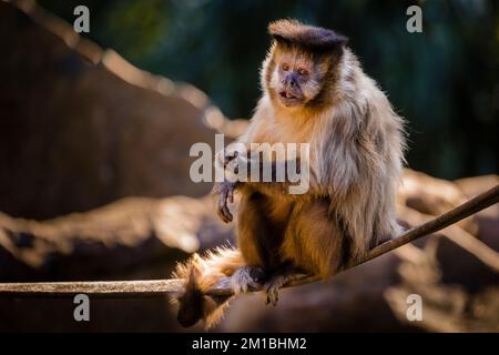 Monkey s'assoir avec la nourriture sur sa main, Pantanal, Brésil Banque D'Images