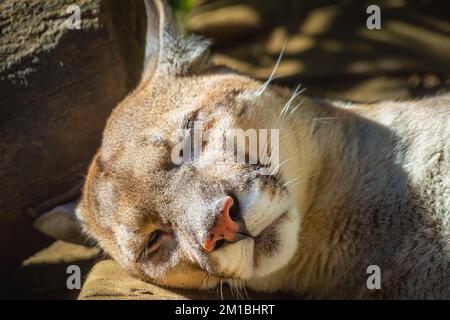 Panther, félin majestueux dormant à Pantanal, Brésil Banque D'Images