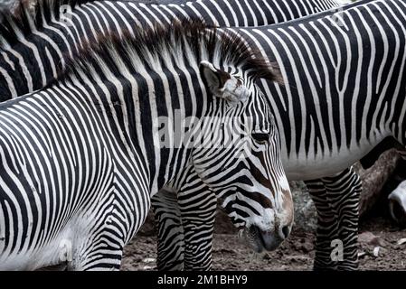 Zèbres debout au San Diego Safari Park Banque D'Images