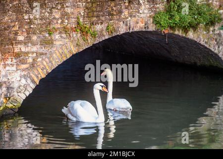 Deux cygnes sur les eaux du canal de Brugge avec pont, Belgique Banque D'Images