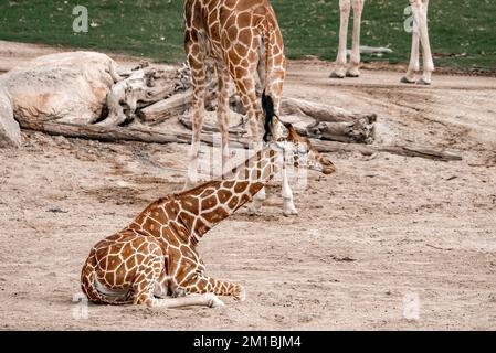 Girafe reposant sur le terrain au Safari Park Banque D'Images