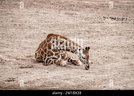 Girafe reposant sur le terrain au Safari Park Banque D'Images