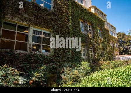 Une lierre luxuriante qui pousse sur le mur de l'ancien bâtiment résidentiel pendant la journée ensoleillée Banque D'Images