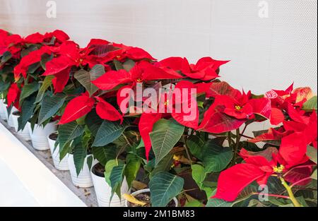 Gros plan des fleurs de poinsettia rouge Euphorbia pulcherrima. Fleur de Noël en poinsettia rouge. Personne, vue de rue, mise au point sélective, recopie pour le texte Banque D'Images