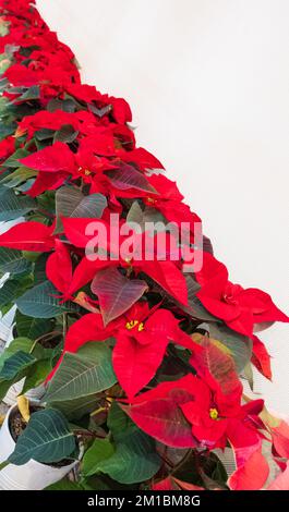 Gros plan des fleurs de poinsettia rouge Euphorbia pulcherrima. Fleur de Noël en poinsettia rouge. Personne, vue de rue, mise au point sélective, recopie pour le texte Banque D'Images