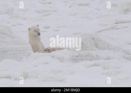 Polar Bear Nursing, Hudson Bay, MB Banque D'Images