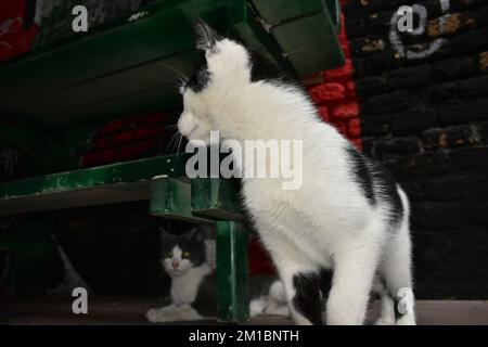 Chat noir et blanc debout avec chat gris et blanc assis derrière Banque D'Images