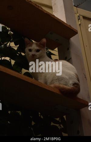 Chat blanc gingembre assis Banque D'Images