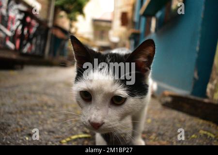 Chat noir et blanc gros plan Banque D'Images