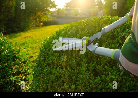 Tonte des plantes dans le jardin. Forme ronde en buis. Outil pour le concept de formation végétale. Élagage topiaire.cisailles de jardin dans les mains mâles coupant un buis Banque D'Images