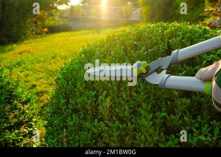 Forme ronde de buis.plantes de cisaillement dans le jardin. Outil pour le concept de formation végétale. Élagage topiaire.cisailles de jardin dans les mains mâles coupant un buis Banque D'Images