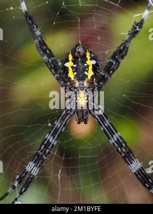 Araignée de jardin hawaïenne femelle Argiope appensa Banque D'Images