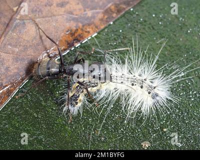 Une fourmi (identifiée comme Camponotus pennsylvanicus) vs une sorte de chenille, au Texas, USA Banque D'Images