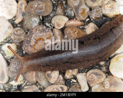 Une limace de la famille Veronicellidae à Maui, Hawaï Banque D'Images