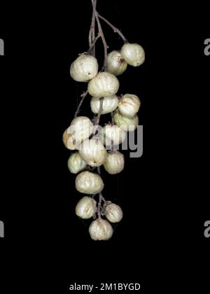 Baies de chêne toxique du Pacifique (Toxicodendron diversilobum) en Californie Banque D'Images