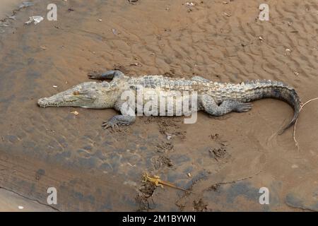 Le Crocodile américain (Crocodylus acutus) et le basilisque se reposant sous le pont Crocodile au-dessus de Rio Tarcoles, au Costa Rica Banque D'Images