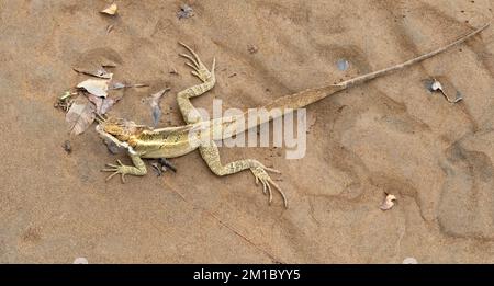 Basilisque brun ou rayé (Basiliscus vittatus), Rio Tarcoles, Costa Rica Banque D'Images