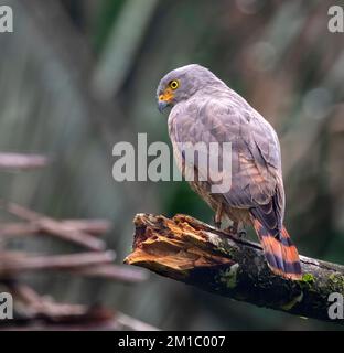 Le faucon de bord de route (Rupornis magirostris) dans le parc national du Corcovado, au Costa Rica Banque D'Images