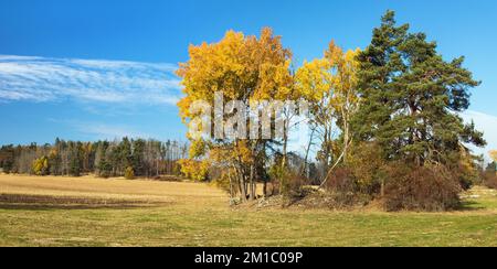 Populus tremula, appelé comme tremble commune, peuplier eurasien, peuplier faux-tremble européen, ou tremble, vue de paysage automnale Banque D'Images