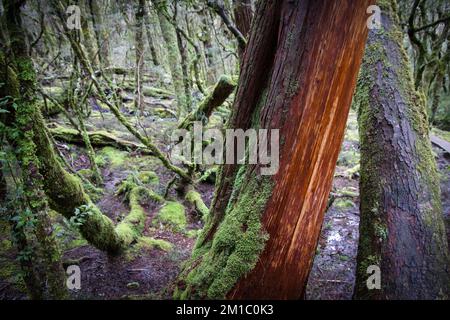 Vieux arbres dans une forêt qui ne voit pas beaucoup de soleil Banque D'Images