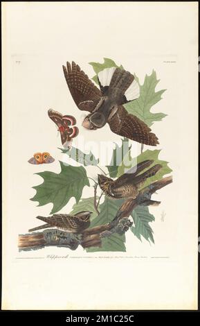 Whip-pauvre-volonté : Caprimulgus vociferus, Wils. Homme, 1 ans Femme, 2 ans Chêne noir ou quercitron. Quercus tinctoria. c.1 v.1 plaque 82 , oiseaux, Oaks, whip-Poor-Wvolonté, Quercus coccinea. The Birds of America- tiré des dessins originaux de John James Audubon Banque D'Images