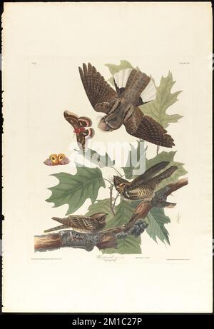 Fouet-pauvre-volonté : Homme, 1. F, 2, 3. Quercus tinctoria. Chêne noir Vulgo. Caprimullgus vociferus. c.2 v.1 plaque 82 , oiseaux, Oaks, whip-Poor-Wvolonté, Quercus coccinea. The Birds of America- tiré des dessins originaux de John James Audubon Banque D'Images