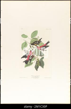 bec-croisé à ailes blanches : Loxia leucoptera, GM. Homme adulte, 1, 2. Femme adulte, 3. Jeune F., 4. Nouvelle-patrie. c.1 v.4 planche 364 , oiseaux, Birches, Crossbills. The Birds of America- tiré des dessins originaux de John James Audubon Banque D'Images