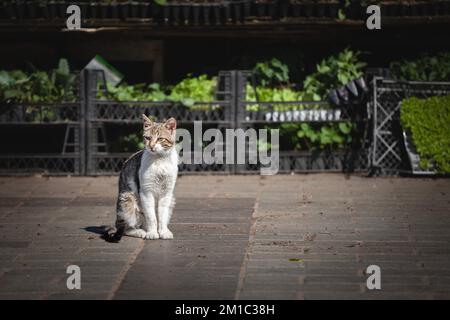 Photo d'un chat, assis et posant dans les rues d'Istanbul, Turquie, connu pour son respect pour les chats. Banque D'Images