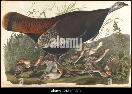 dinde sauvage : Meleagris gallopavo, Linn. Les femmes et les jeunes. c.1 v.1 plaque 6 , dindes, dinde sauvage. The Birds of America- tiré des dessins originaux de John James Audubon Banque D'Images